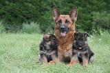 BERGER ALLEMAND 1226